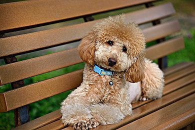 牌组构建类肉鸽游戏《我们正下降》上架Steam平台